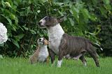BULL TERRIER MINIATURE 145